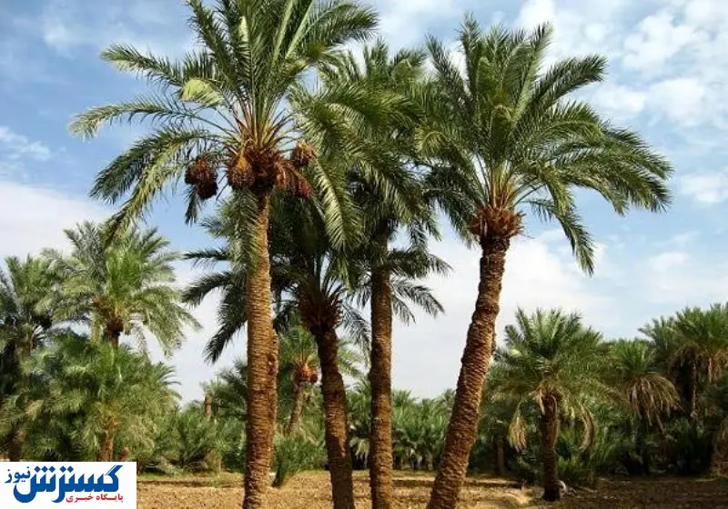 نابودی ۴۰ درصد از نخلهای خوزستان / چه کسی مقصر است؟