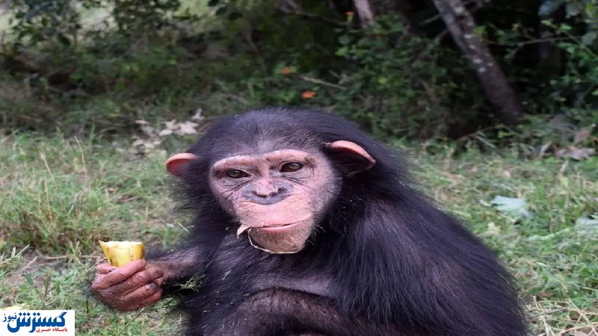 شامپانزه ایرانی از دست رفت! + جزئیات