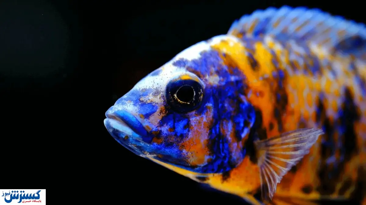 نتیجه آموزش ریاضیات به ماهی ها