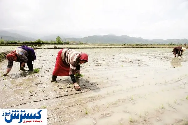 داستان «رنج برنج» ادامه دارد