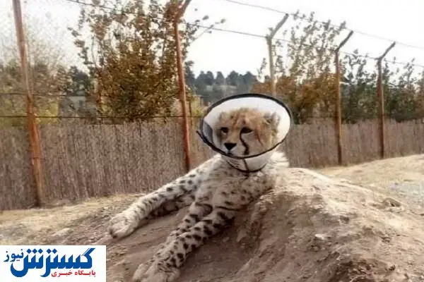 جان پیروز در خطر است؟