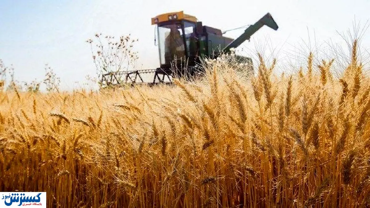 راهکارهای توزیع عادلانه غلات بررسی می شود