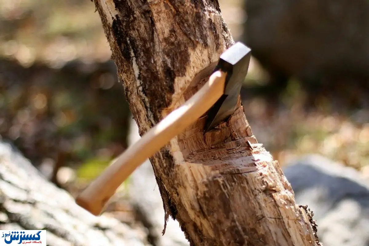 قصه پر غصه پایتخت / ماجرای مرگ ۵۲ هزار درخت به بهانه زیباسازی شهر