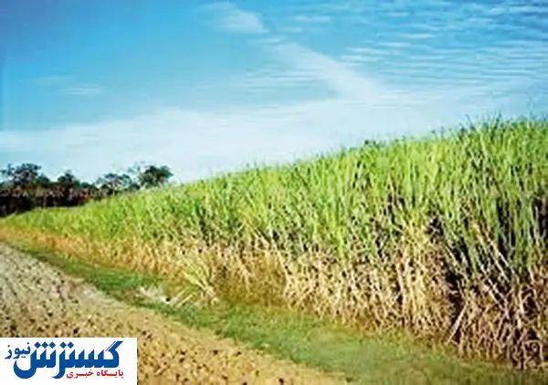 روند کاهشی تولید شکر ادامه دارد