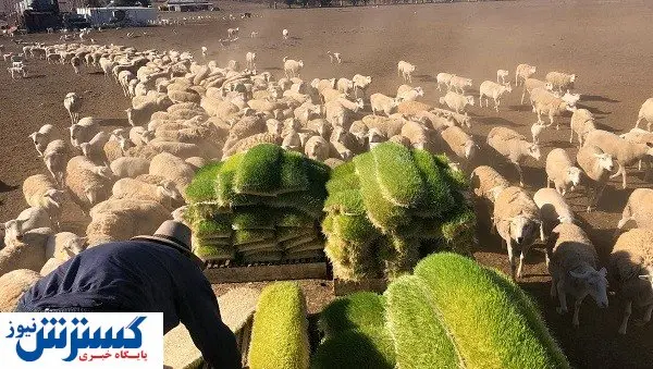 کشت علوفه هیدروپونیک دغدغه دامداران از معایب و مزایای این علوفه