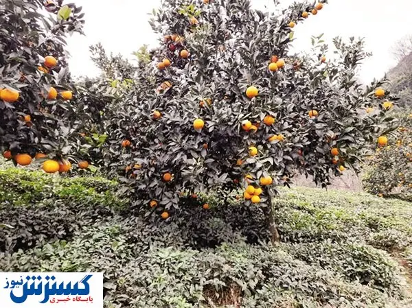 نگرانی باغداران از نابسامانی بازار مرکبات