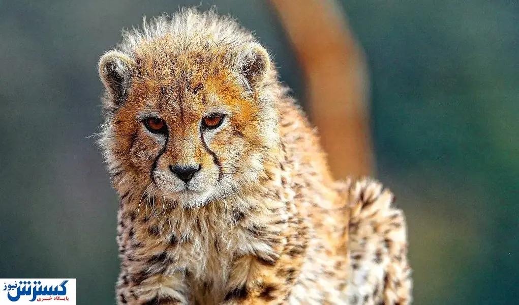 سرنوشت پیروز پس از مرگ چه خواهد شد؟