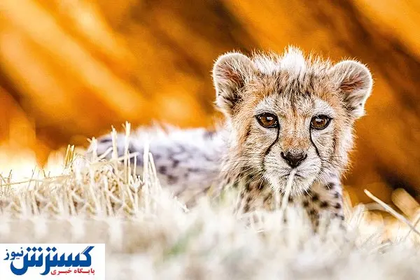 رد پای یک اشتباه در مرگ پیروز