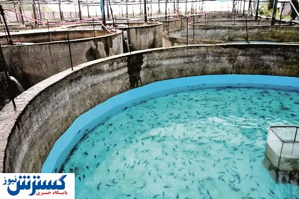 ارزآوری با پرورش مروارید سیاه