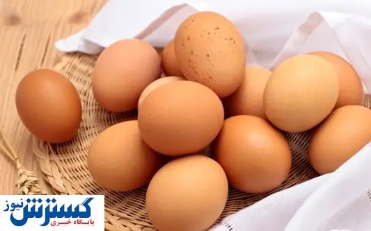 صادرات تخم مرغ امکان دارد اما دولت نمی خواهد