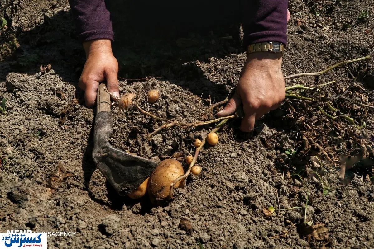 کدام کالا بیشترین افزایش قیمت را داشته است؟