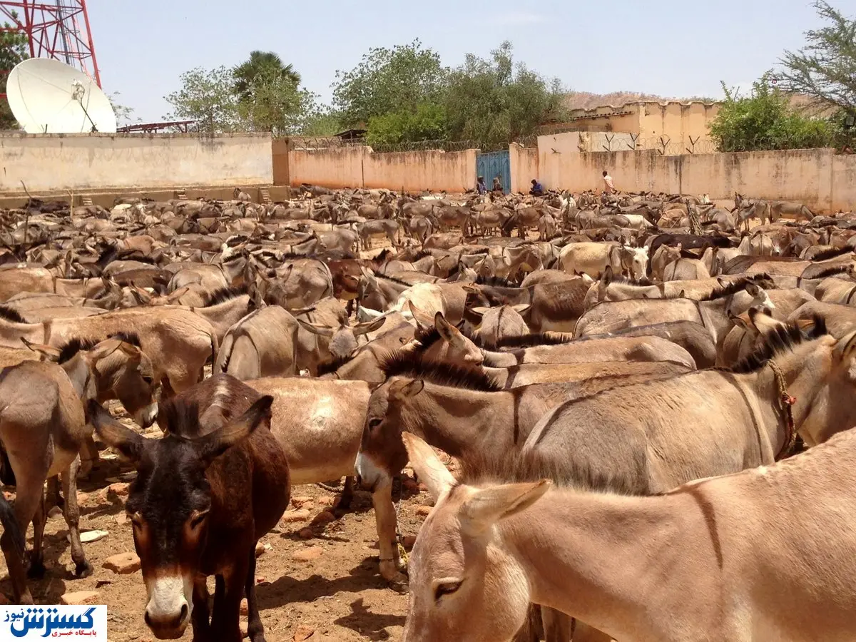 قیمت الاغ هم نجومی شد!