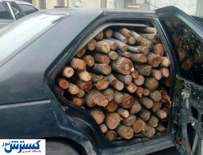 دزدی از جنگل در روز روشن!