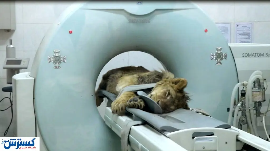 شیر باغ وحش ارم زنده می ماند؟