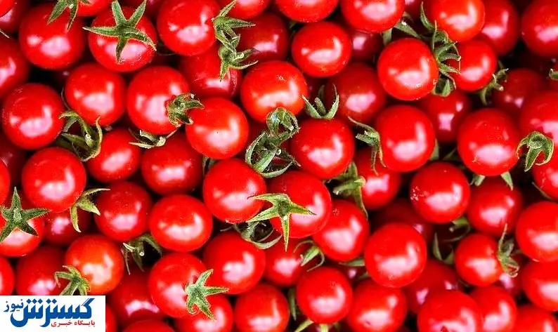 قیمت جدید گوجه فرنگی در بازار