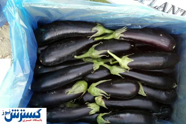 قیمت جدید بادمجان + جدول