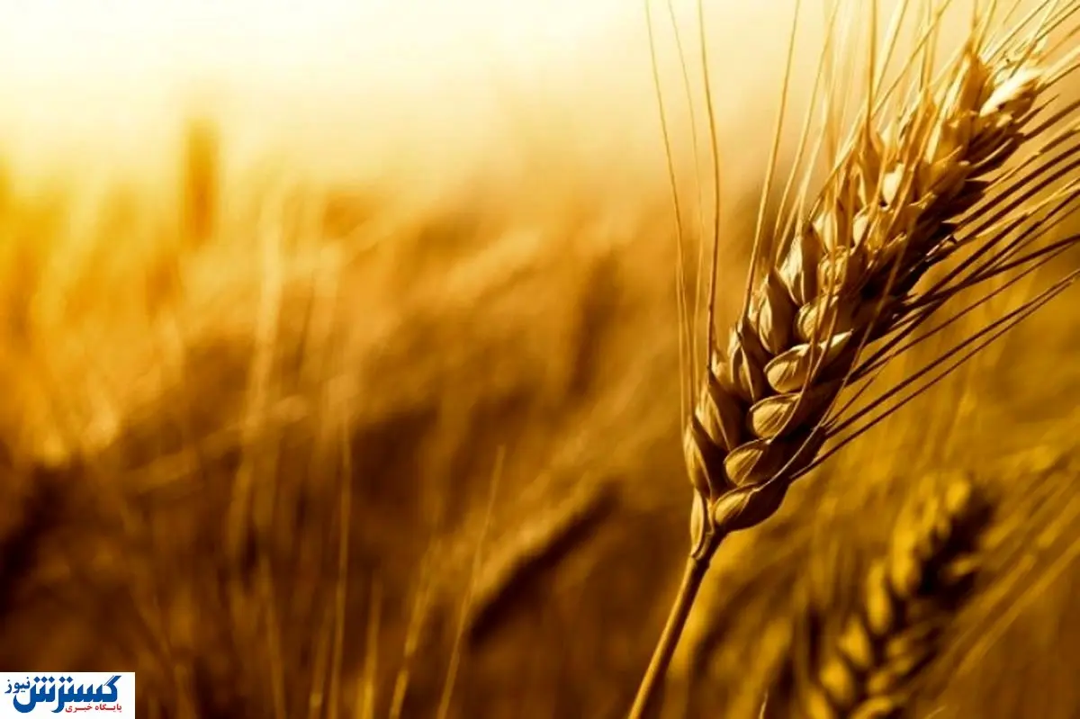ایران از امریکا ۱۰۰ هزار تن گندم وارد کرد!