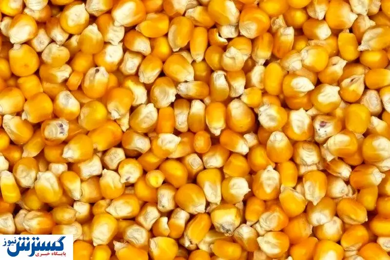 سرنوشت ذرت های در گمرک مانده چه شد؟