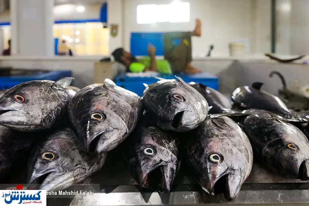 تصاویر/ بازار ماهی فروشان بندرعباس
