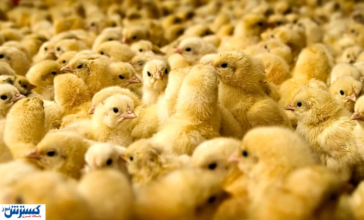 قیمت هر قطعه جوجه یکروزه از رایگان تا ۲ هزار تومان است