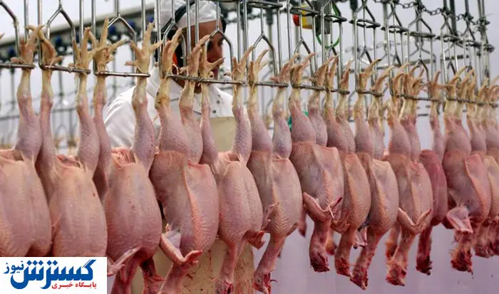 کاهش ۱۷ درصدی عرضه گوشت طیور در تیر ماه