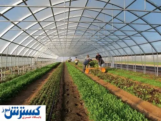 خبر خوش درباره پرداخت وام به این کشاورزان