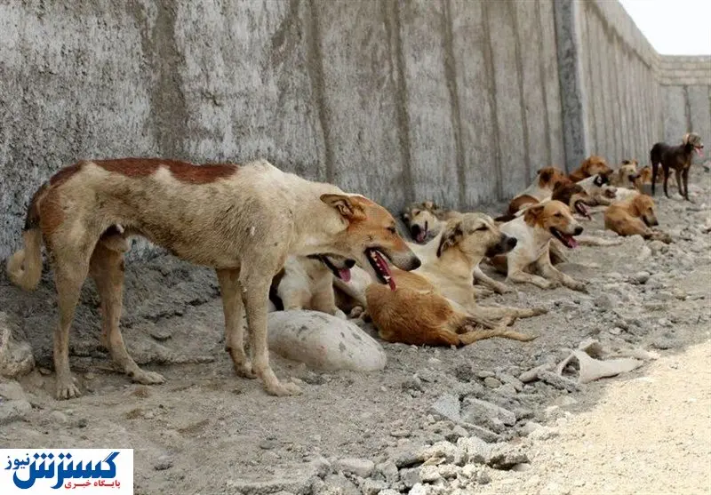 تهران در محاصره باوفاهای بی وفا/ صادرات گوشت سگ چقدر اجرایی است