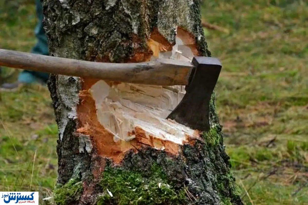 سریال قطع درختان ادامه دارد/ جریمه های سنگین فایده ای نداشت