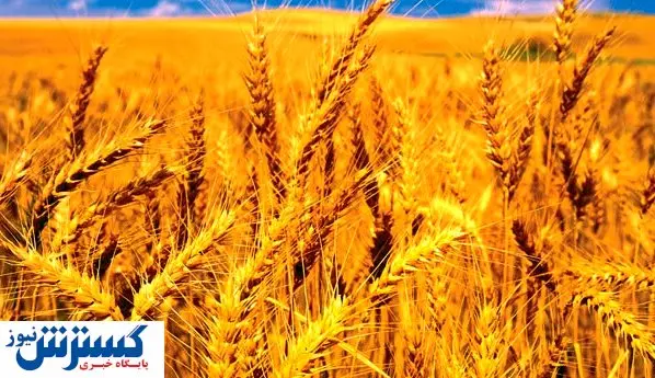 تسویه کامل دولت با گندمکاران