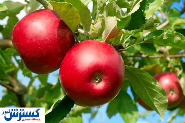 هندیها خواهان سیب ایران شدند