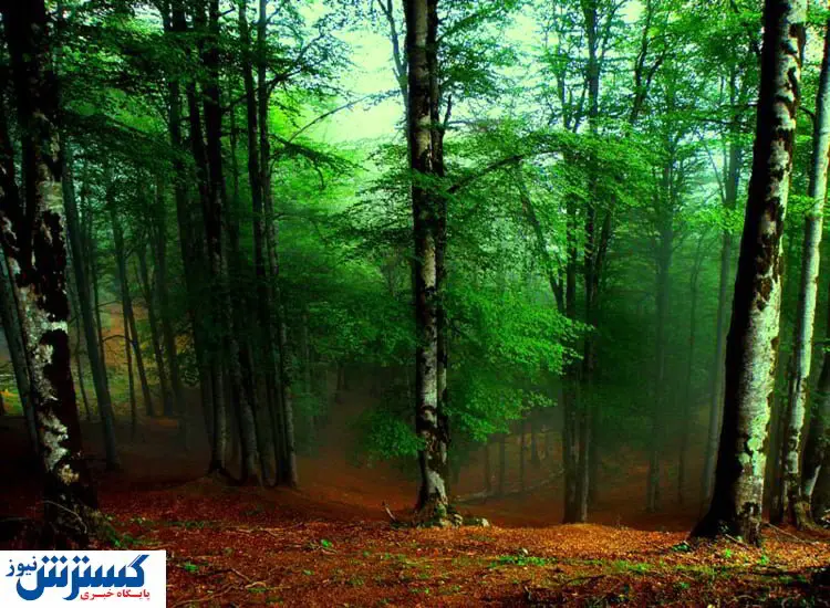 جنگل های دیدنی از جنوب تا شمال ایران کدام است؟