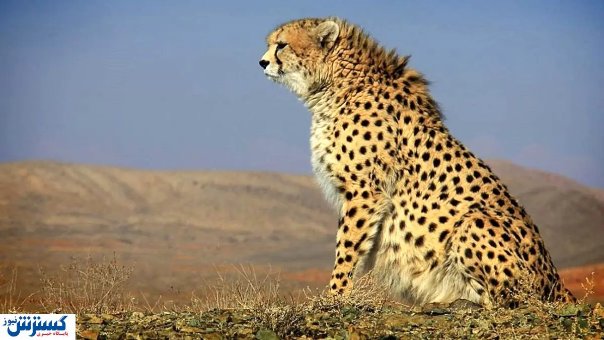 پیروز قرار است به کجا منتقل شود؟