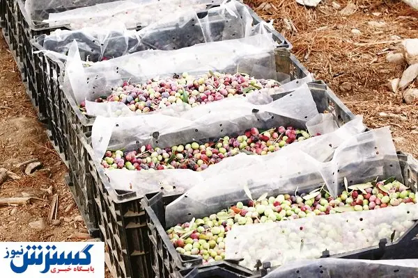 مشکلات کشاورزی صادرات‌محور پابرجاست