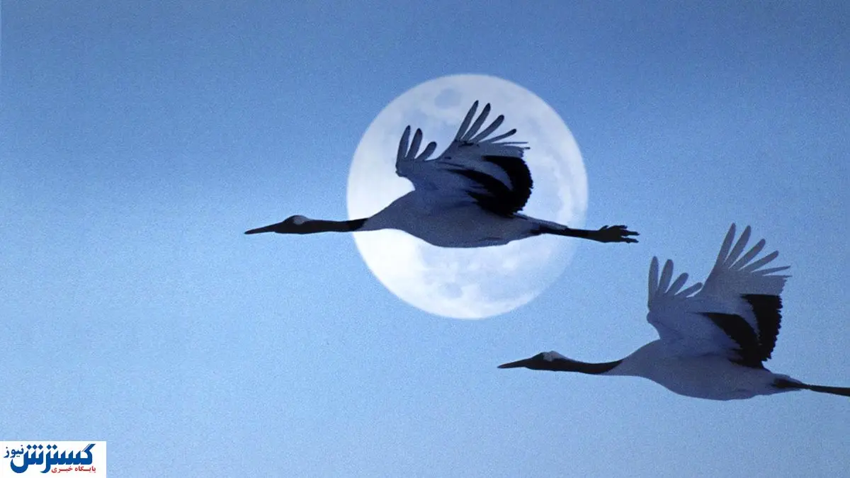 همسفر بلژیکی برای تنهاترین پرنده جهان!