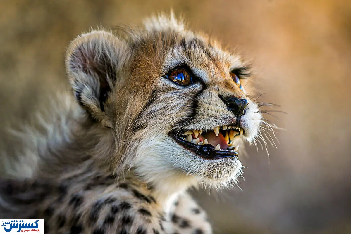 آیا پیروز منقرض می شود؟ / آخرین وضعیت توله یوز ایرانی