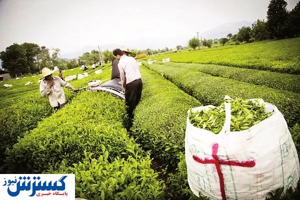 غفلت از یک بازار ارزآور