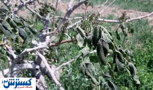 چرا کشاورزان آذربایجانی از بیمه محصولات استقبال نمیکنند؟