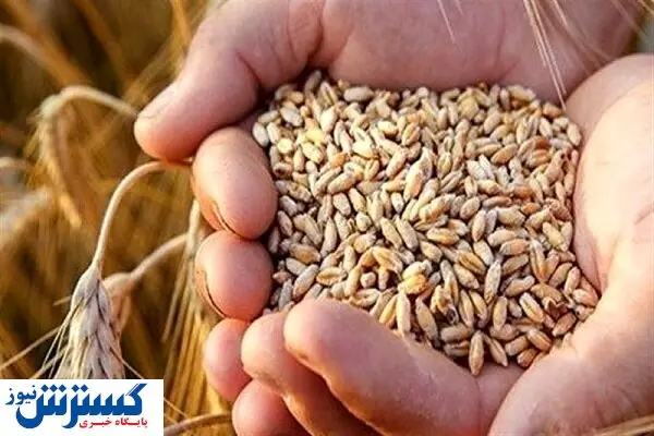 قیمت خرید تضمینی گندم نباید کمتر از این عدد باشد