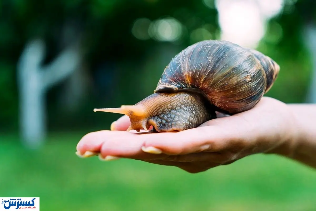 انسان‌ها ۱۷۰هزار سال قبل این غذا را می‌خوردند