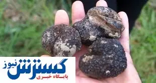 قاچاقچی قارچ کمیاب نقره داغ شد