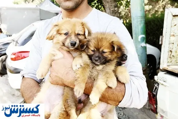 تیغ تورم بر گردن حیوان خانگی