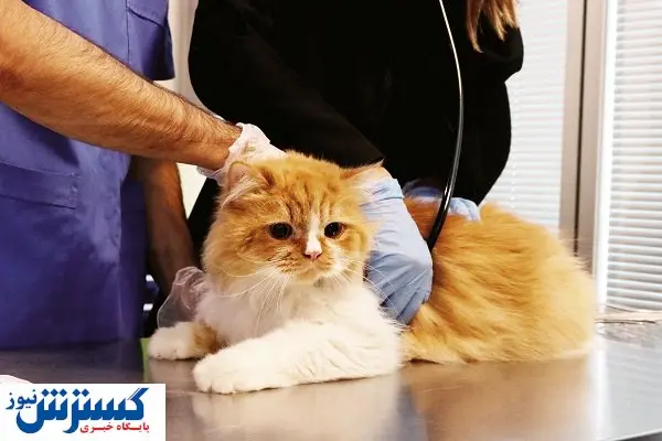 استفاده از حیوانات بهعنوان ماشین پولساز