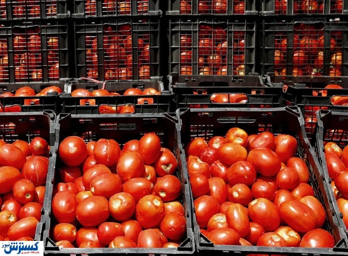 قیمت افسار گسیخته گوجه در این دولت / علت گرانی چیست؟