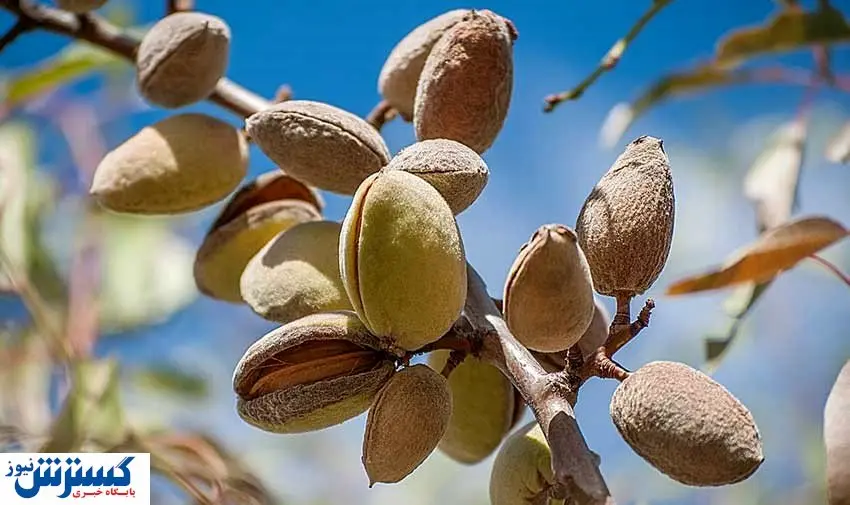 عرضه بهترین نهال بادام مقاوم به سرما در نهالستان بادام
