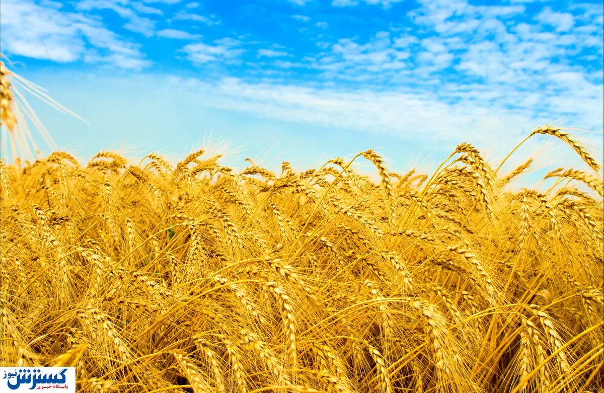 خرید تضمینی  ۸۵۰ هزارتن گندم / تخفیف ۲۰ درصدی بیمه برای این کشاورزان