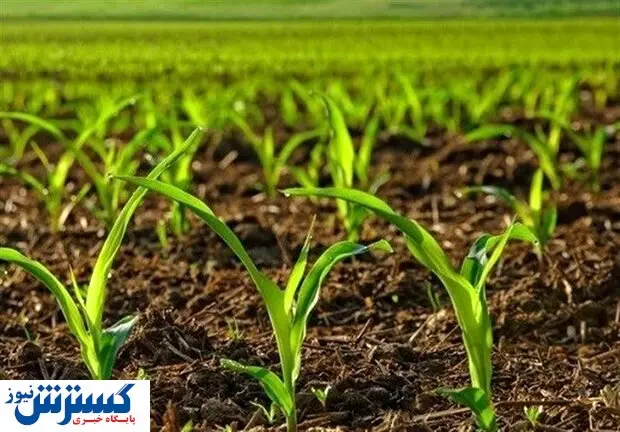 هشدار / کشاورزان در آستانه مشکلی بزرگ هستند
