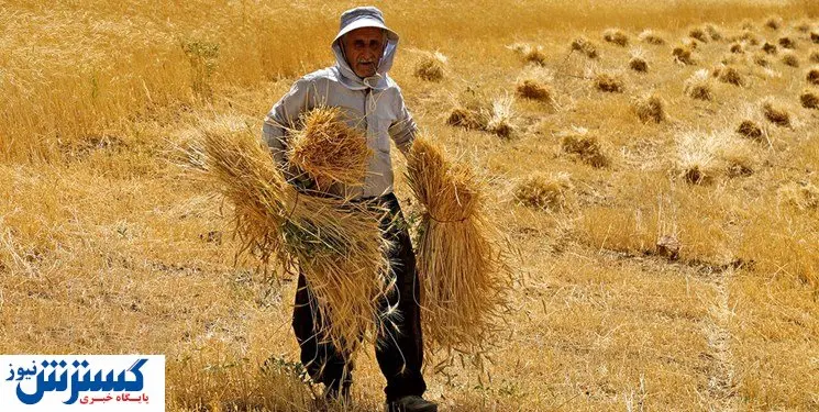 وعده جذاب یک مدیر برای خرید تضمینی گندم / مشارکت ۱۰ استان در این طرح