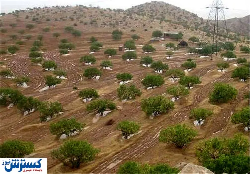 آخرین وضعیت صادرات در جنوب کشور / ۹۵ درصد انجیرستان کشور در استان فارس است