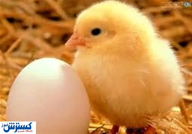 جوجه یک روزه وارد نمی کنیم