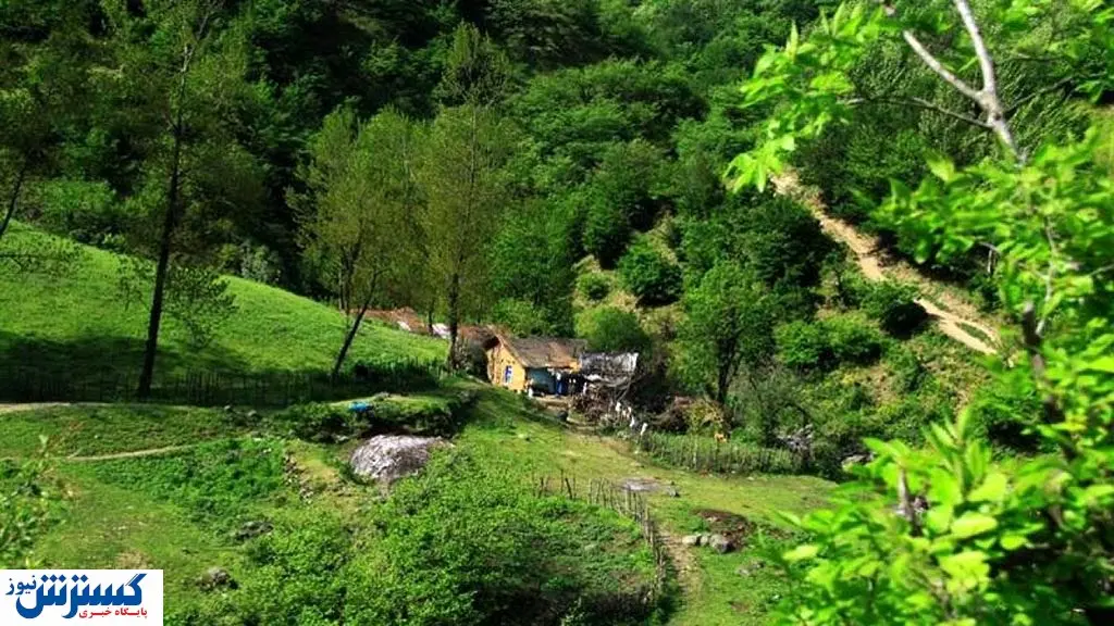 فروش نهال به دولت / از شغل جدید جوانان رونمایی شد